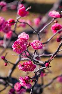 【Kyoto · Chishakuin · Red Plum Blossom · 2023】