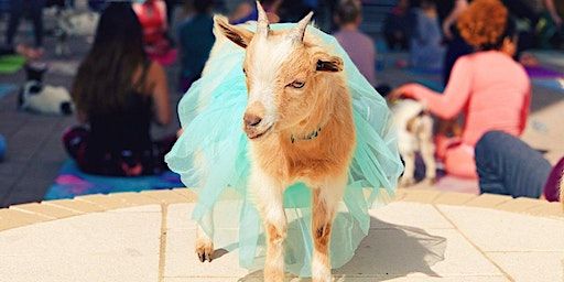 Goat Yoga Dallas @ Main Street Garden | Main Street Garden Park