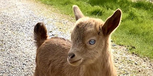 Goat Yoga Nashville- McEwen Northside (Coolsprings) | McEwen Northside