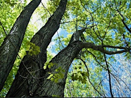 Painting Trees | Whitmuir