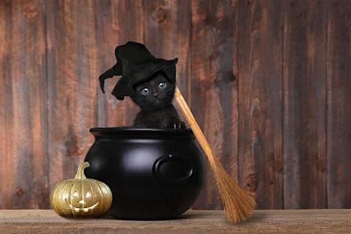 Black Cat Trivia Bash | StarView Vineyards