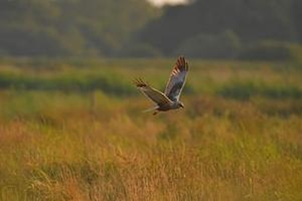 Morning on the Marshes Guided Walk (ECC2816) | Carlton Marshes Nature Reserve & Visitor Centre