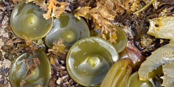 East Lothian Woodland, Coastal & Salt Marsh Experience | EH42 1XW