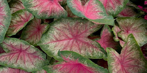 Color Your Landscape: The Magic of Caladiums | Selby Library