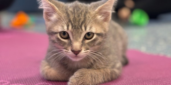 July Kitten Meditation to Benefit the CDFR | Faith Lutheran Church