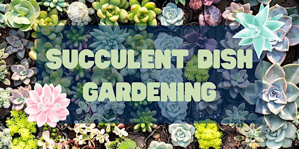 Succulent Dish Gardening Workshop at Lukas Nursery | Lukas Nursery & Butterfly Encounter