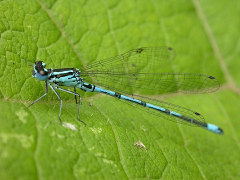 Dragons and damsels at NWT Hickling Broad (EDU FAMILY) | Norfolk Wildlife Trust Hickling Visitor Centre