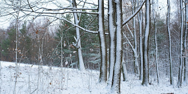 Winter Tree Identification Course | Wheatfen Nature Reserve