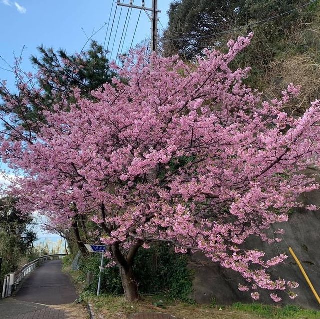 河津櫻～ 2020