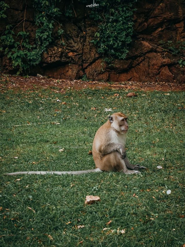 วัดถ้ำเสือ จ.กระบี่ 🇹🇭
