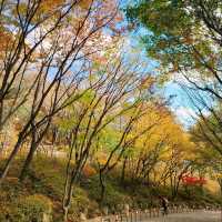 [Voyage 61] 계양산의 아름다운 가로수길🍁🍂