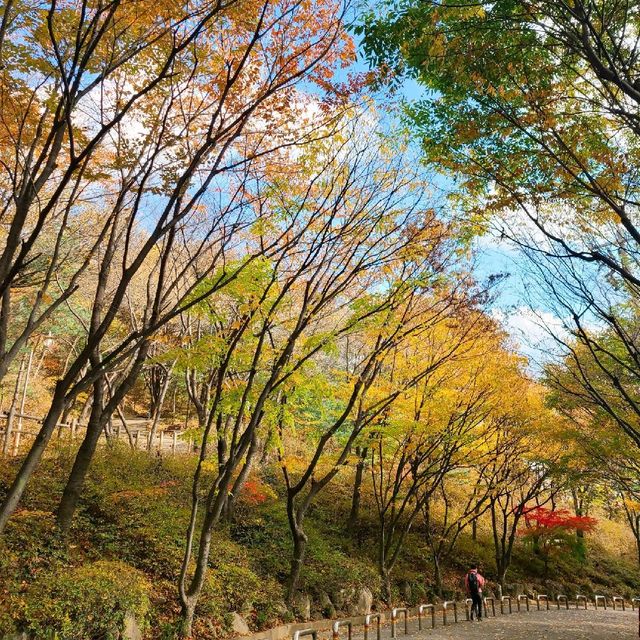 [Voyage 61] 계양산의 아름다운 가로수길🍁🍂