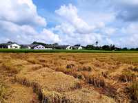 The beautiful paddy field of Malacca