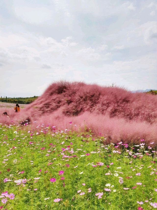 🌸코스모스와 핑크뮬리가 아름다운 당진 아그로랜드 태신목장🐄🐏