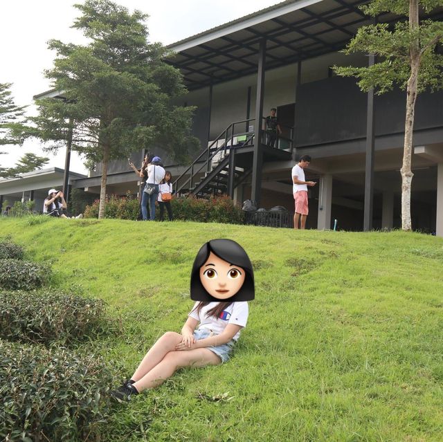 清萊必到翠峰茶園