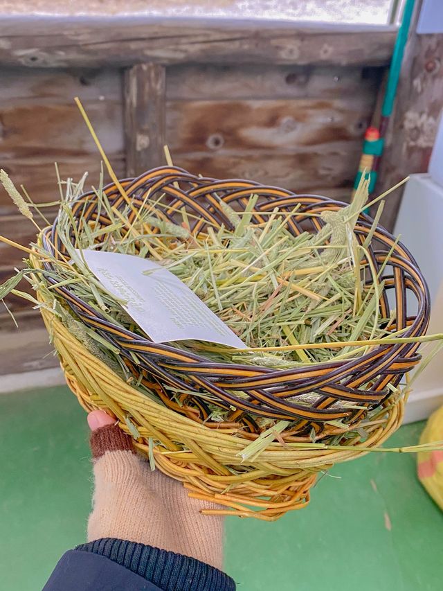 강원도 평창 여행 코스 🐑대관령 양떼목장