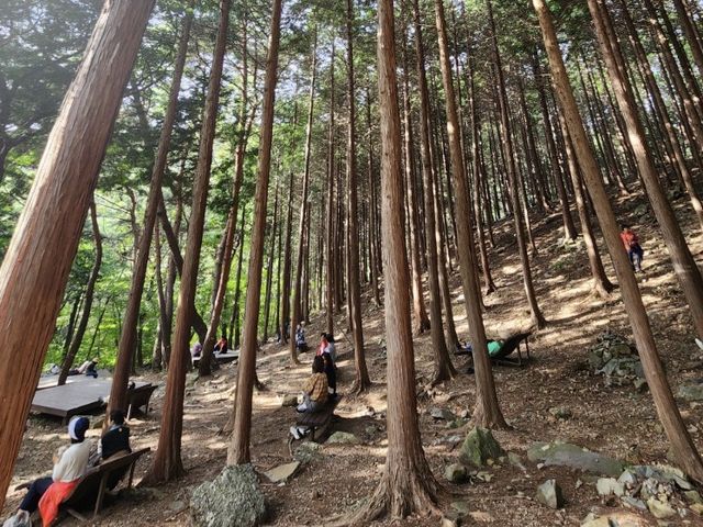 충북 태안군의 백화산 숲길_편백나무숲길