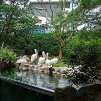 最後機會～新加坡裕廊飛禽公園