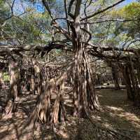 THE BIGGEST BANYAN TREE (THAILAND)