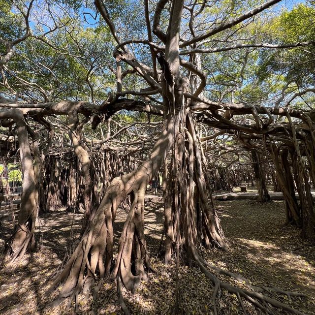 THE BIGGEST BANYAN TREE (THAILAND)