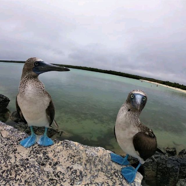 【ガラパゴス諸島】動物好きにはたまらない島！