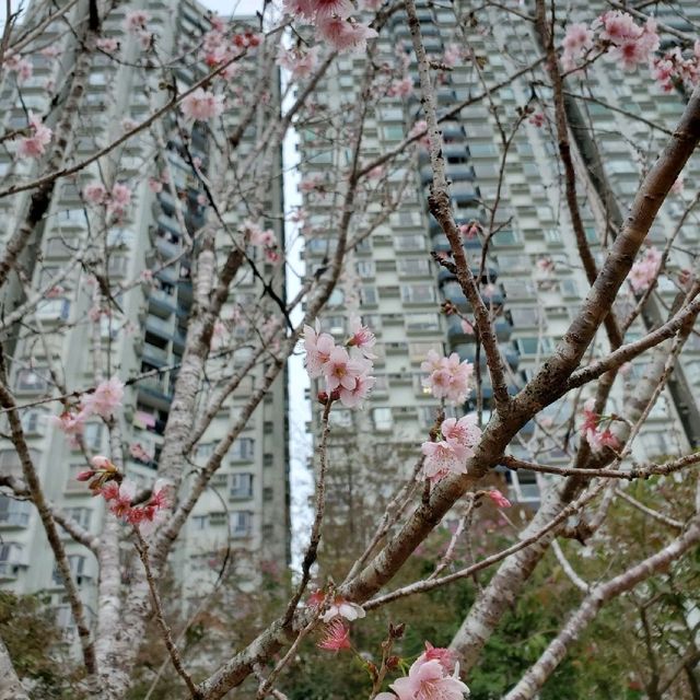 馬鞍山 - 富士櫻🌸