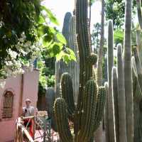 北非迷情💗摩洛哥MARRAKECH｜YSL的私人花園JARDIN MAJORELLE，宛如世外桃源! 