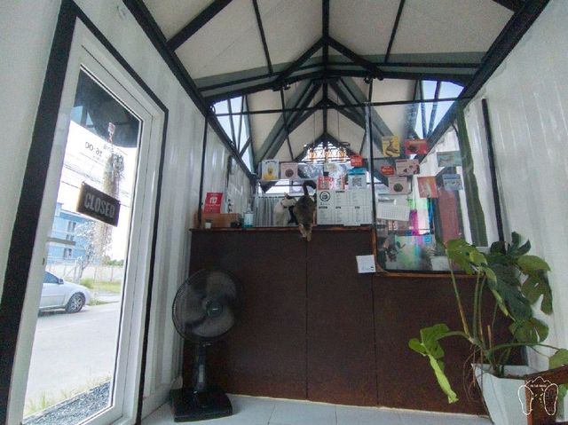 Maew Pee Cafe, แมวผีคาเฟ่ @แม่โจ้ เชียงใหม่ 🐱🐱