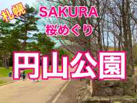 札幌　SAKURA 桜めぐり❗️円山公園の桜に感動❗️
