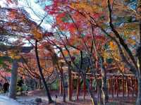 「鬼滅之刃」粉絲的朝聖地｜竈門神社