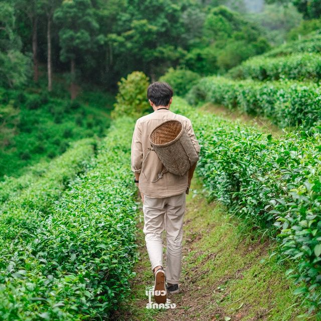 สัมผัสบรรยากาศดีช่วงหน้าฝน ที่ไร่ชาลุงเดช