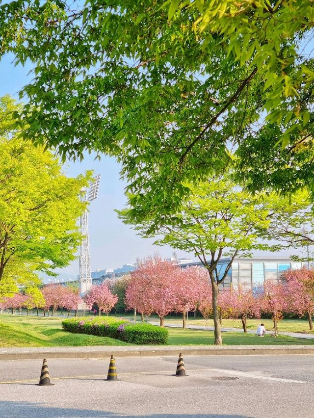 겹벚꽃 대표명소 피크닉 하기 좋아!