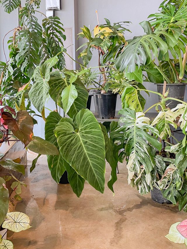 담양 신상 카페 풀멍🌱🌿 | 트립닷컴 광주 담양 신상 카페 풀멍🌱🌿 | 트립닷컴 광주 