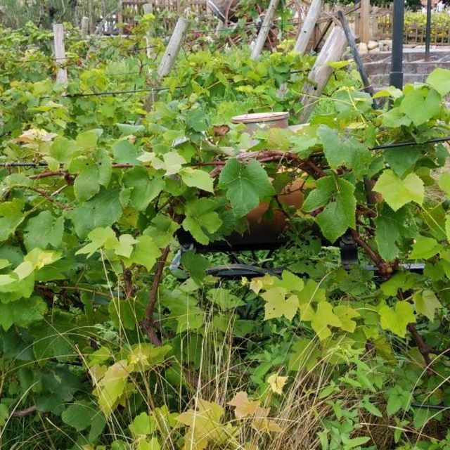 東京ディズニーシーの野菜と花壇