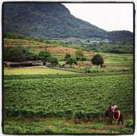 Monsoon Valley Vineyard HuaHin
