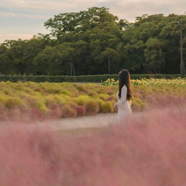 🌸핑크빛 물결이 넘실거리는 풍경과 한국의 조화 [경주, 첨성대]