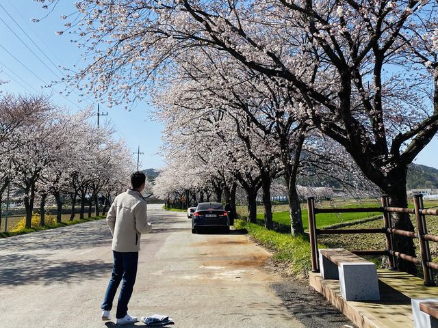 [영광] 불갑사에서 벚꽃맞이🌸