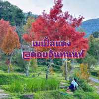 เมเปิ้ลแดง@ดอยอินทนนท์