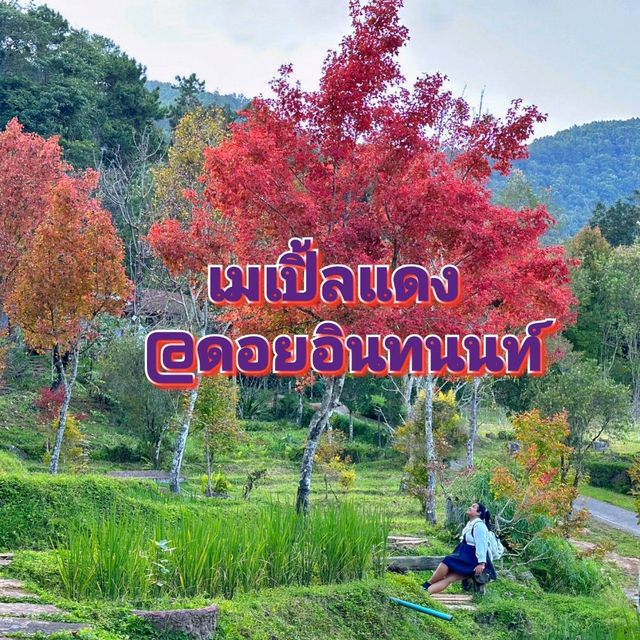 เมเปิ้ลแดง@ดอยอินทนนท์