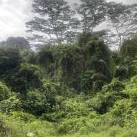 ruins and figs trail  