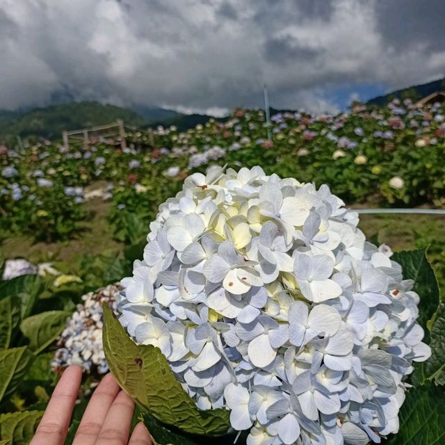 ทุ่งไฮเดรนเยีย-อินทนนท์ 