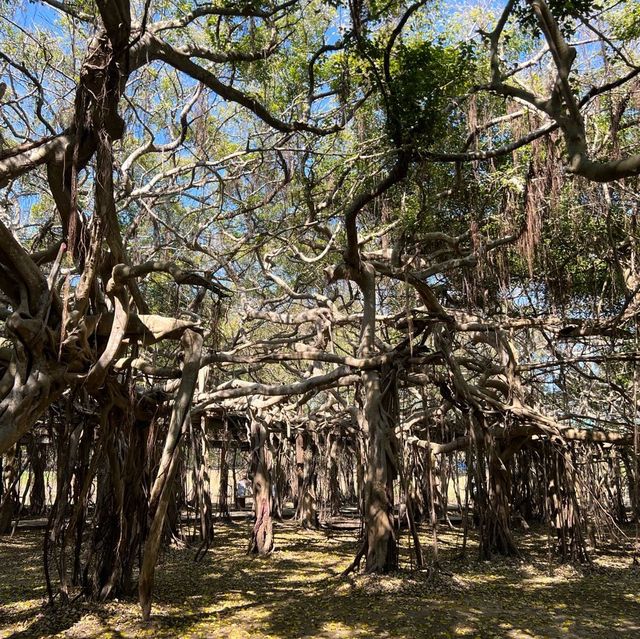 THE BIGGEST BANYAN TREE (THAILAND)