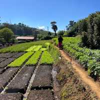 Nuwaraeliya