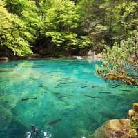 Blausee สะเลสาปสีฟ้า🇨🇭