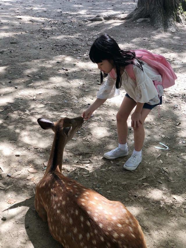 奈良餵食自由自在的鹿兒