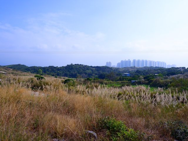 芒草仙境
