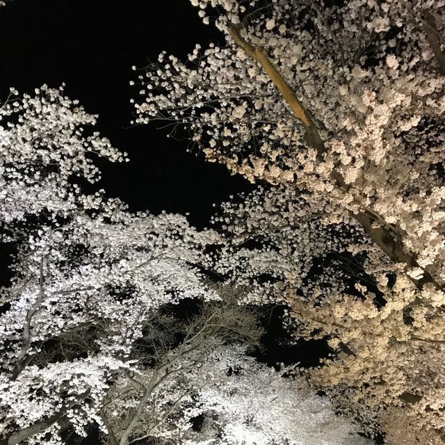 경주의 봄, 벚꽃 