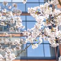 六本木・けやき坂近くの桜