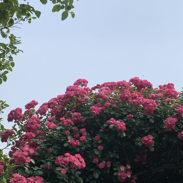 알록달록 장미를 만나볼 수 있는 중랑천 장미 축제 🌹
