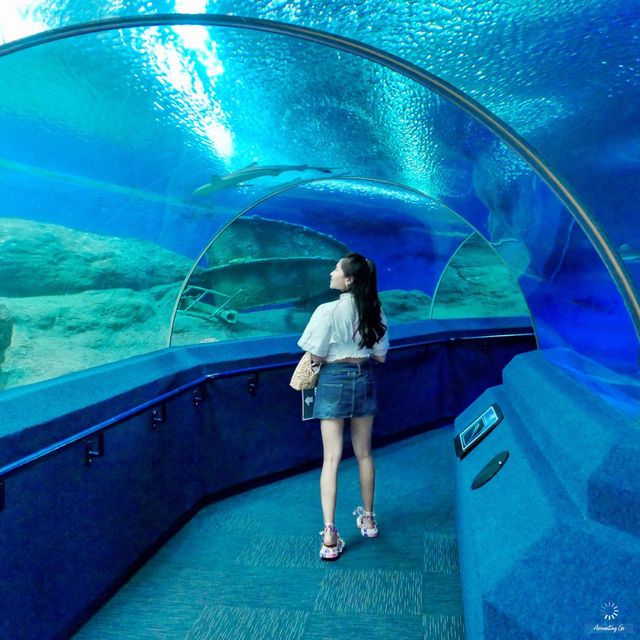 ผจญภัยโลกใต้น้ำ “Under Water World” พัทยา!